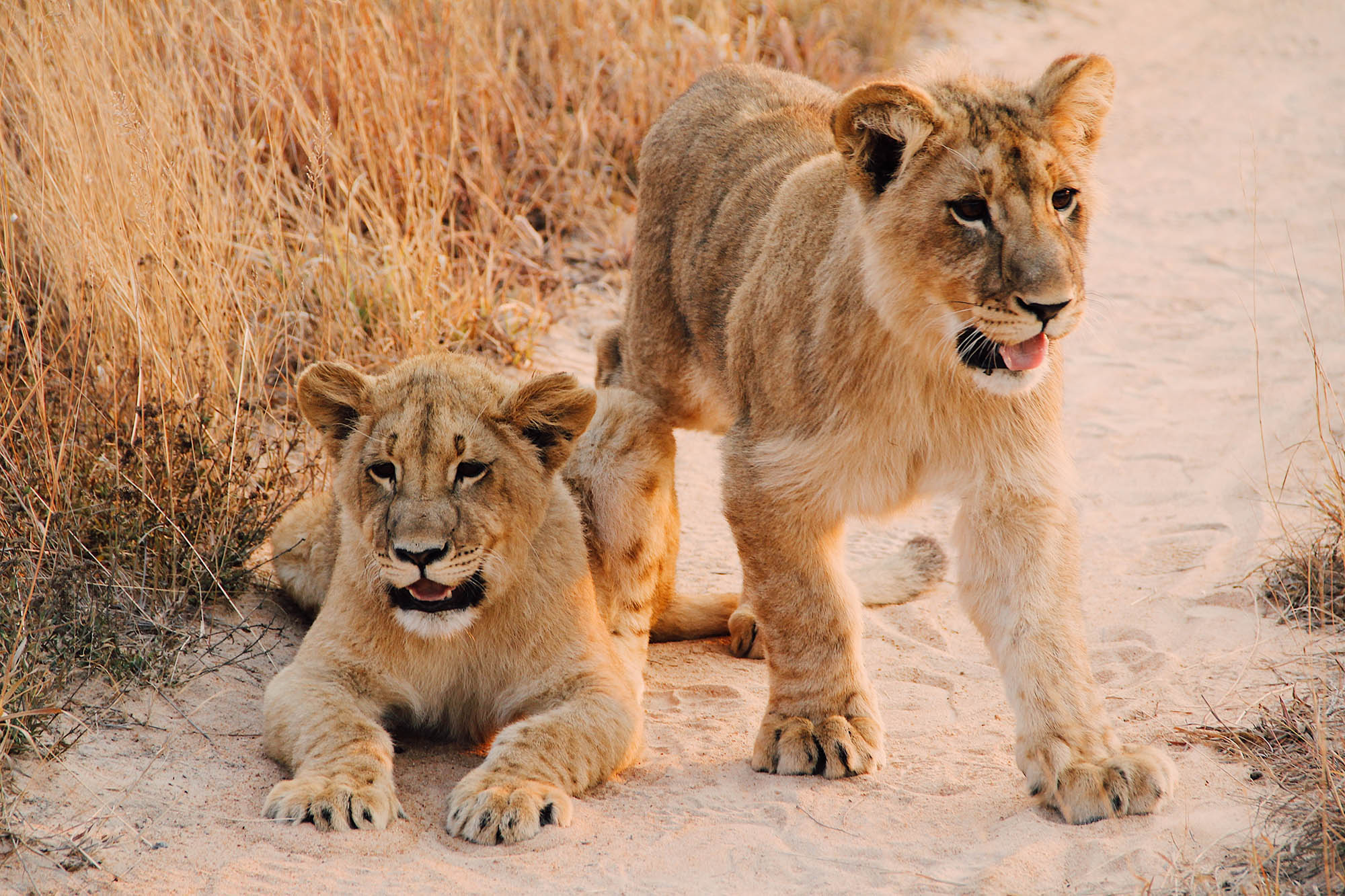 Two lion cubs in their natural habitat.